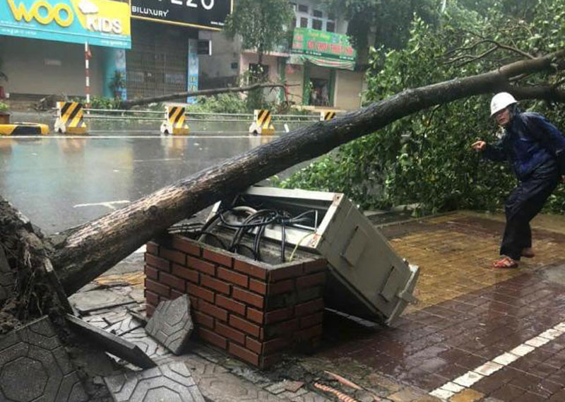 Một trạm biến áp bị thiệt hại do cây đổ.