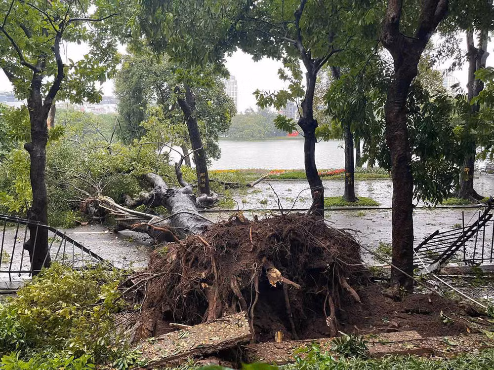 Cây đổ tại quận Hoàn Kiếm Hà Nội. (Ảnh: CTV)