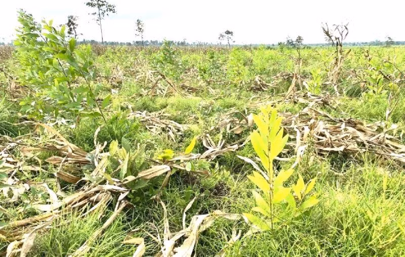 Công ty TNHH trồng rừng 27/7 đã trồng 61,95 ha rừng vào các năm 2021 và 2022. Tuy nhiên, diện tích này được trồng vào diện tích rừng tự nhiên đã bị suy giảm thuộc khoảnh 7, 8, Tiểu khu 251, không đúng với Phương án quản lý rừng bền vững đã được Ủy ban nhân dân tỉnh Đắk Lắk phê duyệt. Công ty TNHH trồng rừng 27/7 đã trồng 61,95 ha rừng vào các năm 2021 và 2022. Tuy nhiên, diện tích này được trồng vào diện tích rừng tự nhiên đã bị suy giảm thuộc khoảnh 7, 8, Tiểu khu 251, không đúng với Phương án quản lý rừng bền vững đã được Ủy ban nhân dân tỉnh Đắk Lắk phê duyệt.