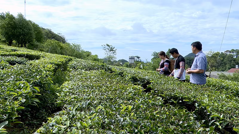 Luật Đất đai 2024 tạo điều kiện thuận lợi cho các hộ gia đình yên tâm đầu tư, phát triển sản xuất nông nghiệp. Trong ảnh: Nông dân xã Pà Cò, huyện Mai Châu, tỉnh Hòa Bình thu hoạch chè. (Ảnh NGUYỄN TUẤN)