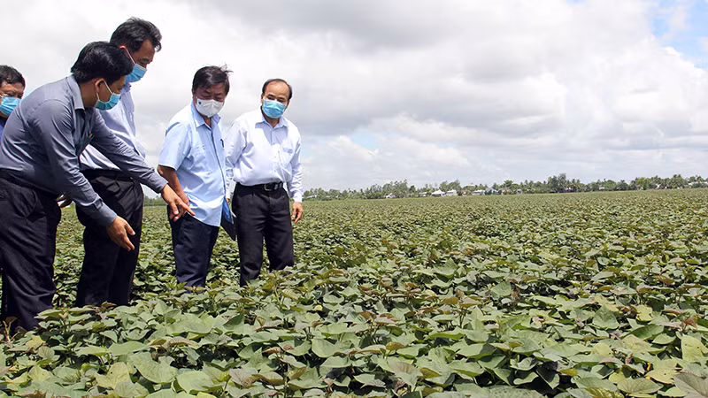 Mô hình trồng khoai ứng dụng công nghệ ở huyện Bình Tân.