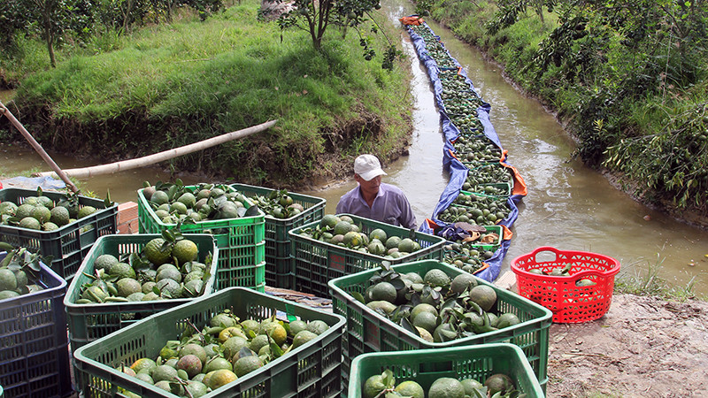Nông dân huyện Trà Ôn thu hoạch cam sành.