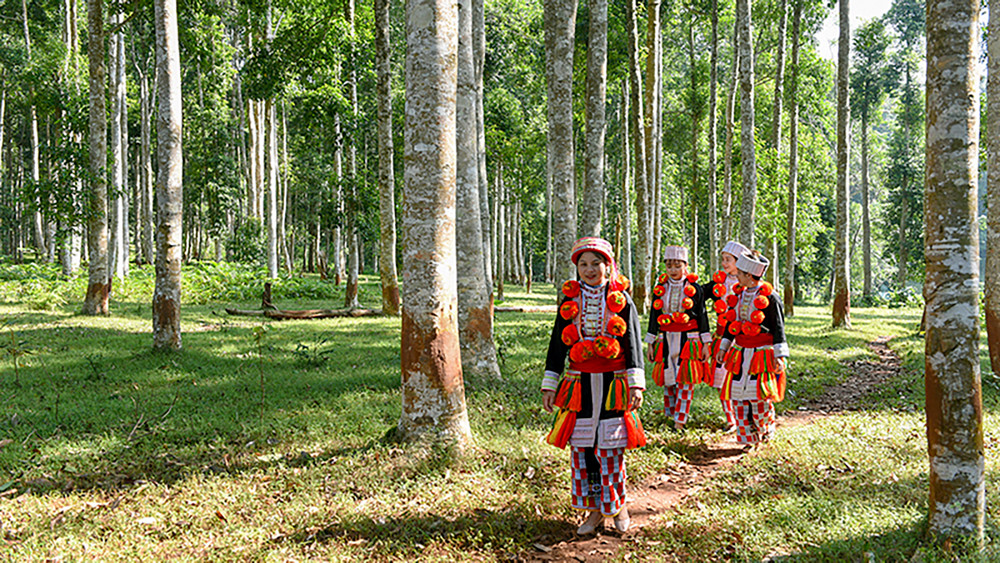 Du lịch sinh thái rừng thu hút nhiều khách du lịch đến Tuyên Quang.