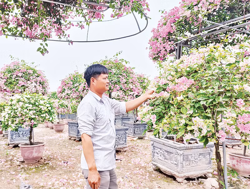 Anh Nguyễn Văn Lâm, chủ vườn hoa Lâm Vy, xã Phụng Công (Hưng Yên) khôi phục nhà vườn phục vụ Tết Ất Tỵ 2025. Ảnh: VĂN HỌC