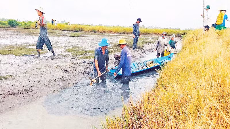 Tỉnh Bạc Liêu hiện có hơn 39.600 ha sản xuất theo mô hình lúa-tôm.