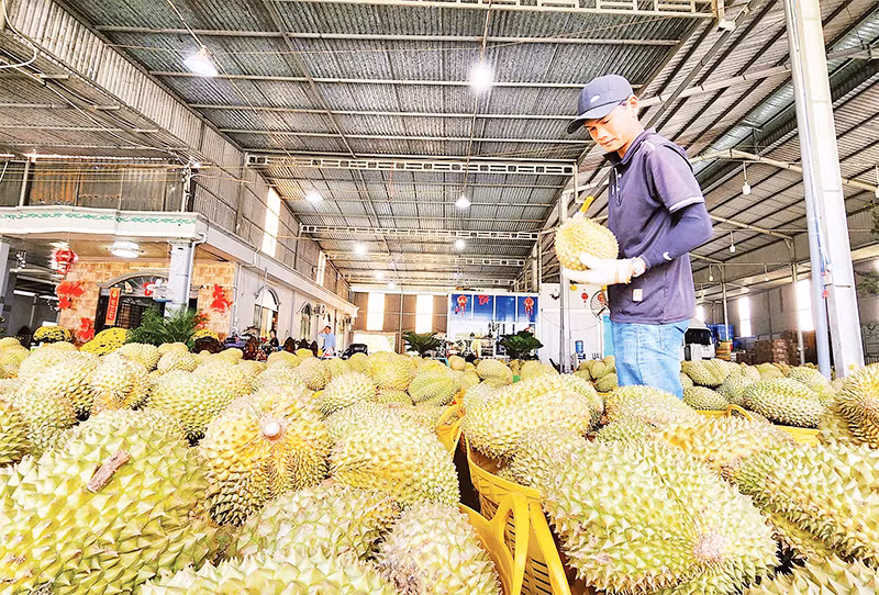 Thu mua sầu riêng phục vụ xuất khẩu trên địa bàn huyện Cai Lậy, tỉnh Tiền Giang. (Ảnh NGUYỄN SỰ)