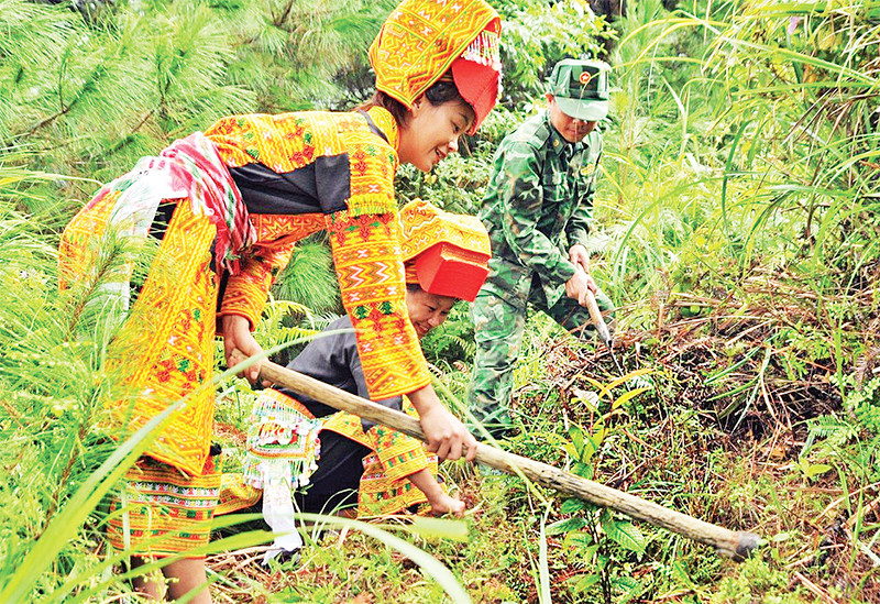 Cán bộ, chiến sĩ Đồn Biên phòng Ba Sơn, xã Cao Lâu, huyện Cao Lộc cùng người dân trồng cây trà hoa vàng.