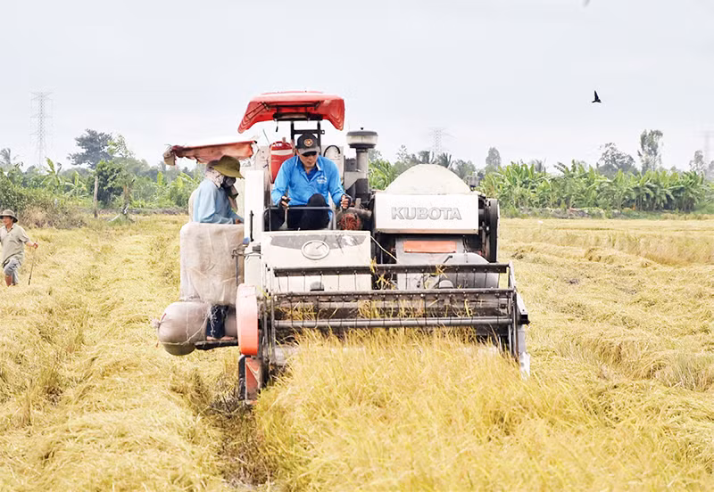 Nông dân gặt lúa bằng máy tại xã Hậu Mỹ Bắc A, huyện Cái Bè, tỉnh Tiền Giang. Ảnh: NGUYỄN SỰ