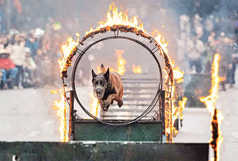 Cảnh khuyển thuộc Bộ Tư lệnh Cảnh sát Cơ động trình diễn bài tập nhảy qua vòng lửa.