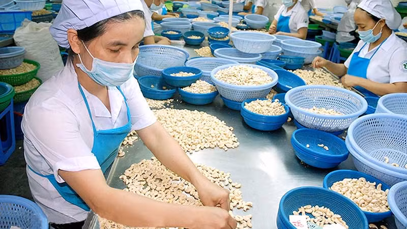 Hạt điều là một trong những nông sản Việt Nam xuất khẩu sang thị trường Trung Đông. Trong ảnh: Chế biến hạt điều xuất khẩu tại Công ty Donafoods (Đồng Nai). (Ảnh VÂN NAM)