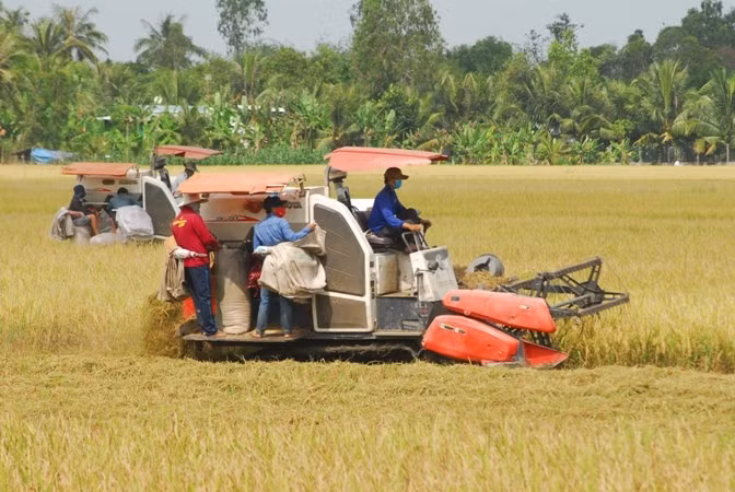 Vùng lúa chất lượng cao tại xã Hậu Mỹ Trinh, huyện Cái Bè (Tiền Giang).