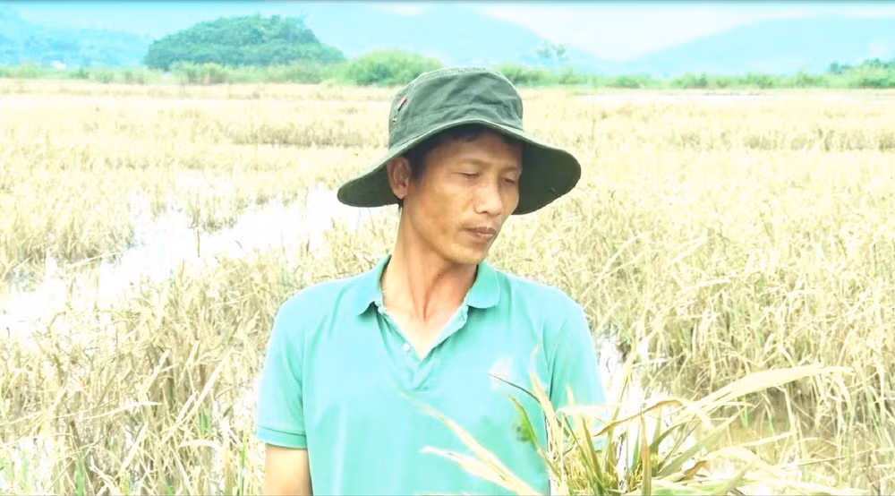 Ông Nguyễn Xuân Hoàng ở xã Buôn Tría, huyện Lắk buồn rầu bên 3 ha lúa nước của gia đình bị lũ lụt làm hư hại.