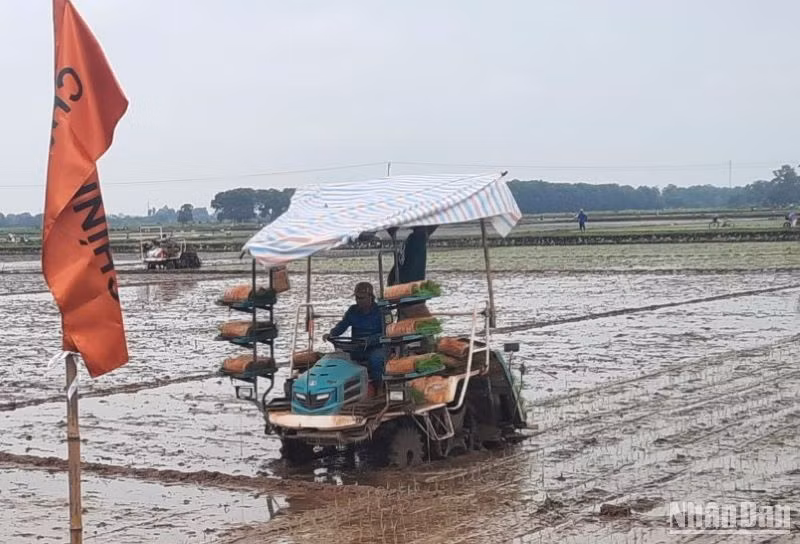 Khoảng 40% diện tích gieo cấy của xã Bình Định (huyện Kiến Xương, tỉnh Thái Bình) được thực hiện bằng máy móc hiện đại.