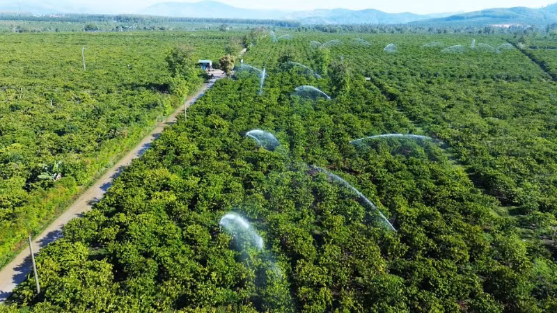 Tưới cà-phê bằng phương pháp tiết kiệm nước tại cánh đồng mẫu ứng dụng công nghệ cao xã Đăk Mar, huyện Đăk Hà, tỉnh Kon Tum.