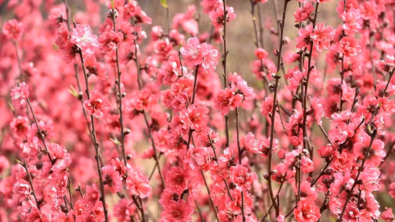 Hoa đào Nhật Tân. (Ảnh minh họa: Trần Hải).