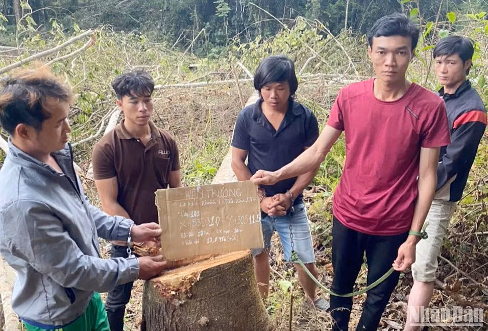 Các đối tượng liên quan vụ phá rừng tại tiểu khu 287 dựng lại hiện trường.