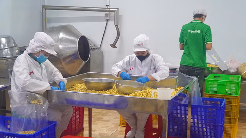 Phân loại hạt sen tại nhà máy Công ty cổ phần Thực phẩm Sen Đại Việt tại thị trấn Mỹ An, huyện Tháp Mười.