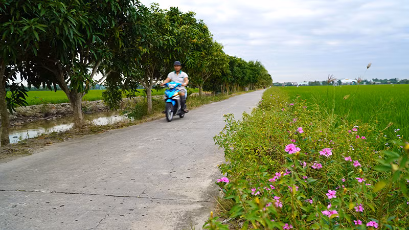 Một tuyến lộ nội đồng tại ấp 5 trồng hoa và cây ăn quả dọc 2 bên đường.