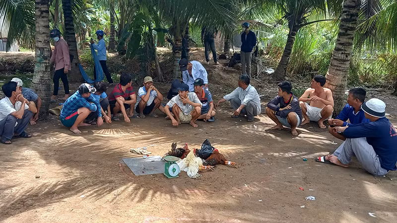 Các đối tượng tham gia đá gà bị bắt quả tang.