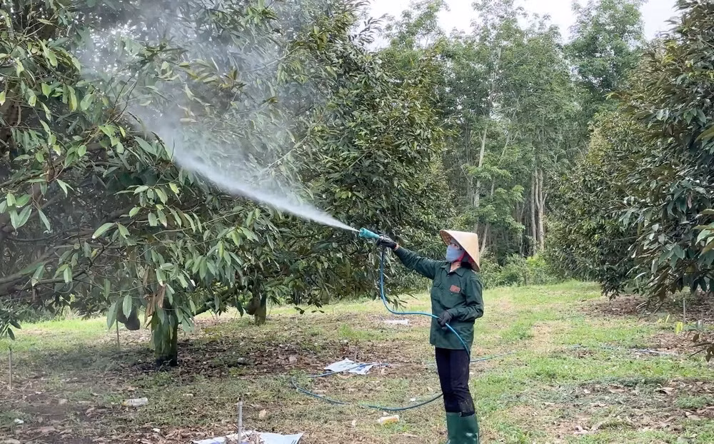 Nông dân trồng sầu riêng tại tỉnh Kon Tum đang phun chế phẩm Bamebe cho cây.