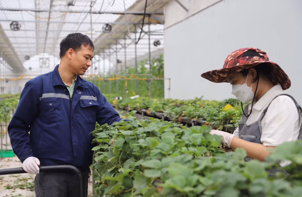 Hợp tác xã Rau quả sạch Chúc Sơn (huyện Chương Mỹ, Hà Nội) sử dụng công nghệ AI trong sản xuất nông nghiệp.