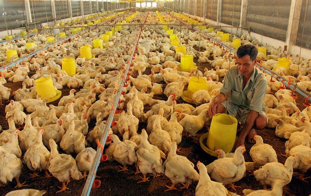 Chăn nuôi gà số lượng lớn hiệu quả hơn nhờ áp dụng công nghệ kiểm soát nhiệt độ, thức ăn nước uống trong chuồng.