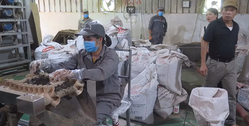 Công nhân Công ty TNHH sản xuất và đầu tư xuất, nhập khẩu Đức Quý, chế biến sản xuất bột thạch đen xuất khẩu.