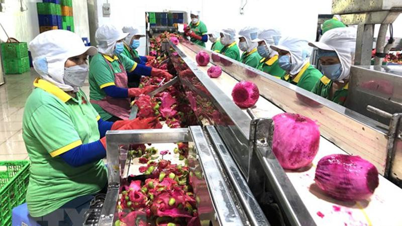 Chế biến thanh long xuất khẩu. (Ảnh minh họa. Nguồn: TTXVN)