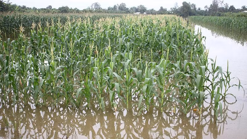 Hàng trăm ha rau màu ở Hậu Giang bị ngập nhiều ngày qua.