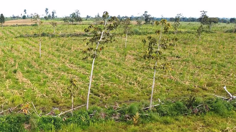 Sau 10 năm thuê đất, thuê rừng thực hiện dự án đầu tư cải tạo, bảo vệ và phát triển rừng, nhưng Công ty trách nhiệm hữu hạn trồng rừng 27/7 đã để suy giảm tới hơn 326ha rừng.