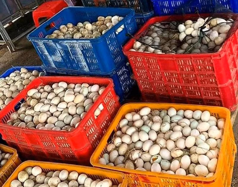 Niềm vui mỗi ngày là thu hoạch trứng từ trong chuồng trại. Niềm vui mỗi ngày là thu hoạch trứng từ trong chuồng trại.