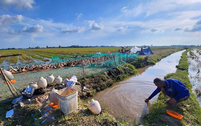 Người làm nghề nuôi vịt chạy đồng lo sợ mỗi khi đưa đàn vịt đến nơi xa lạ. Người làm nghề nuôi vịt chạy đồng lo sợ mỗi khi đưa đàn vịt đến nơi xa lạ.
