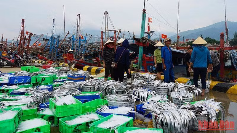 Chạy vào bờ tránh bão, ngư dân Cảnh Dương (Quảng Bình) mang theo đầy khoang tàu cá hố, cá bò.