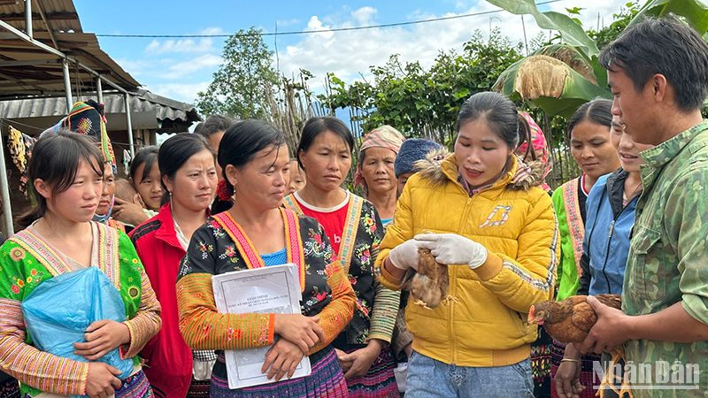 Người lao động bản Hua Huổi Luông học kỹ thuật phát hiện bệnh trên con gà.