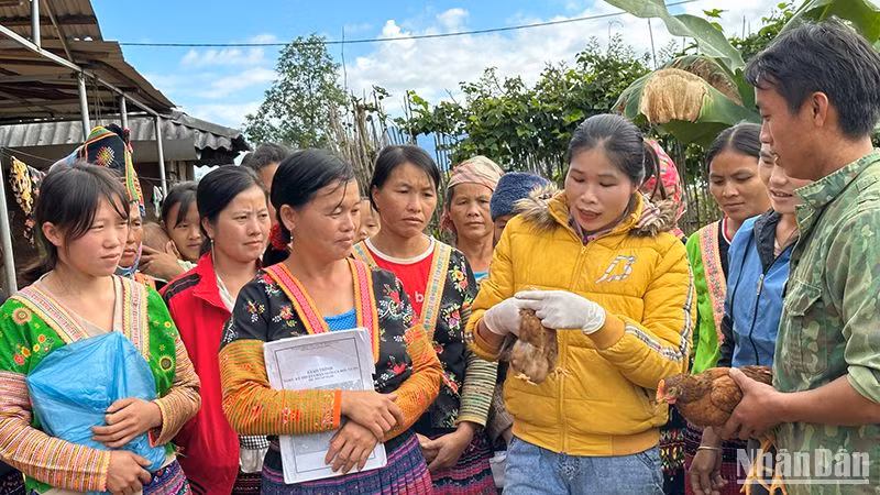 Người lao động bản Hua Huổi Luông học kỹ thuật phát hiện bệnh trên con gà.