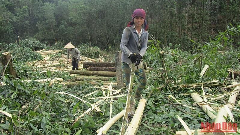 Khai thác keo non làm giảm đáng kể giá trị kinh tế của rừng trồng.