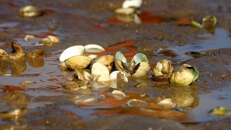 Tình trạng ngao chết hàng loạt tại xã Thái Đô, huyện Thái Thụy ngày 13/9. (Ảnh: Thế Duyệt/TTXVN)