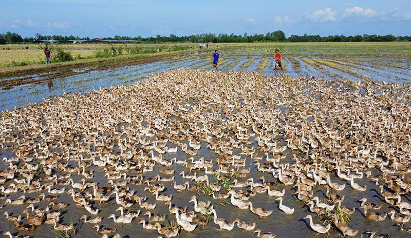 Công nghệ 11, Nuôi vịt bằng phương thức chăn thả tự do