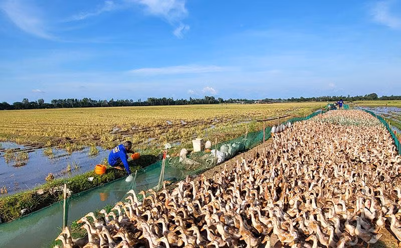 Đàn vịt 5.000 con của anh Nhuận sắp tới ngày rớt hột (đẻ trứng). Đàn vịt 5.000 con của anh Nhuận sắp tới ngày rớt hột (đẻ trứng).