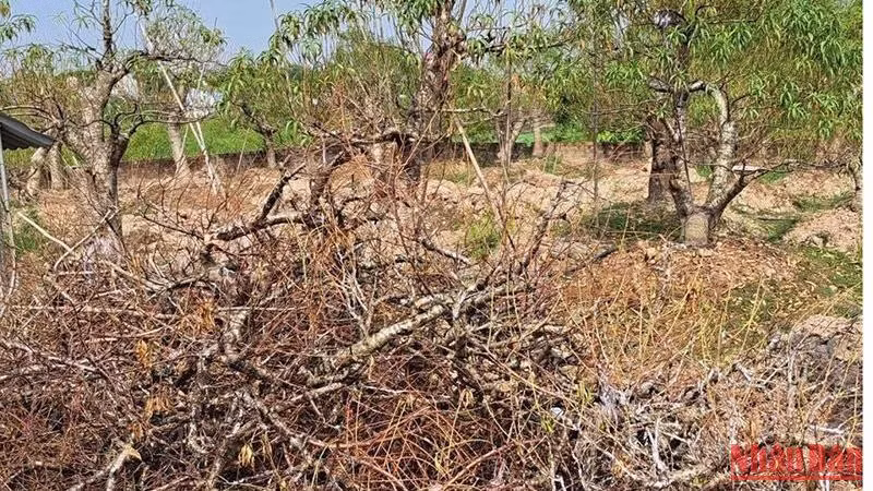 Đào chết được người dân làng Sa Cát (phường Hoàng Diệu, thành phố Thái Bình) xếp chất đống trong các mảnh vườn nhà.