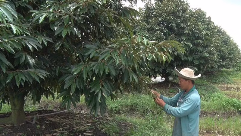 Nhà vườn Trần Đăng Khoa kiểm tra sinh vật gây hại tại vườn sầu riêng đang xây dựng mã số vùng trồng. 