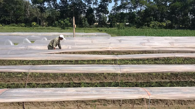 Sản xuất rau an toàn tại huyện Đông Anh. 