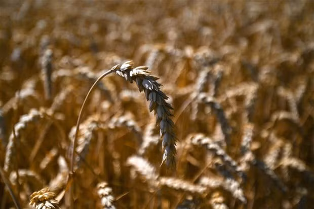 Phiên giao dịch 23/12 trên thị trường Mỹ, giá các mặt hàng nông sản kỳ hạn tăng cao, dẫn đầu là lúa mỳ trong bối cảnh chỉ số đồng USD rơi xuống mức thấp mới. (Ảnh: AFP/TTXVN)