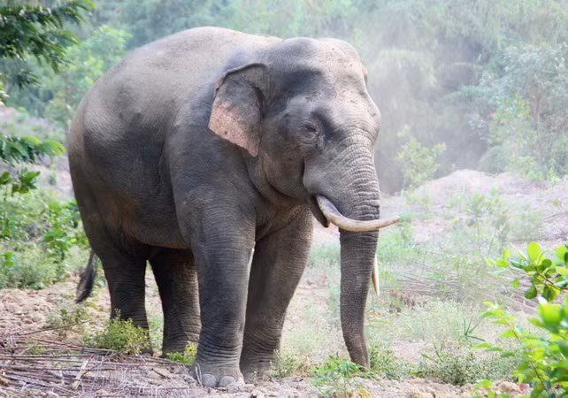 Một cá thể voi rừng ở Đồng Nai.