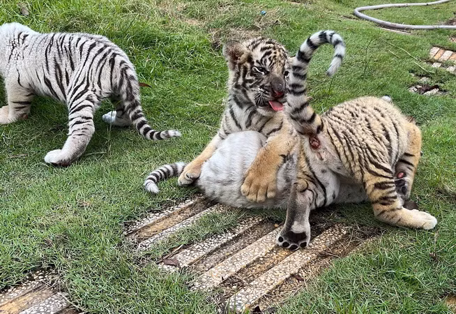 Cá thể hổ con được sinh ra trong Khu du lịch Vườn Xoài.