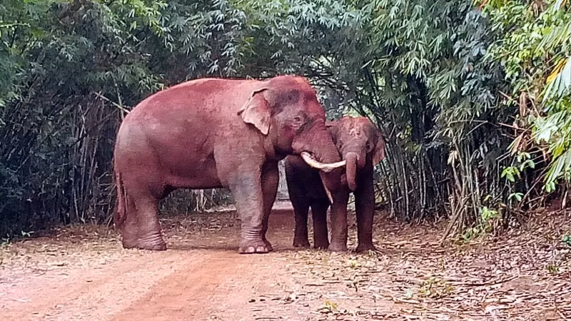 Trên địa bàn tỉnh Đồng Nai voi rừng sinh sống lớn thứ hai của cả nước với khoảng 19 con.