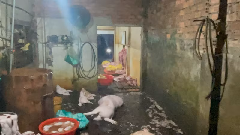 Một cơ sở giết mổ lợn trái phép rất mất vệ sinh an toàn thực phẩm ở phường Long Bình.