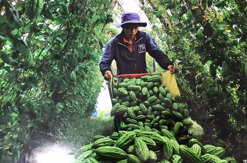 Nông dân huyện Xuân Lộc sản xuất nông nghiệp theo lối hàng hóa.