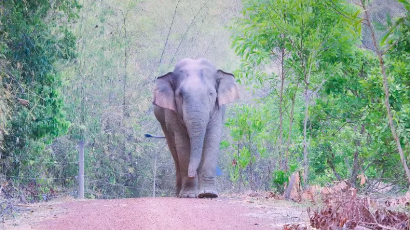 Voi rừng ra khu dân cư nhiều lần ở Đồng Nai.