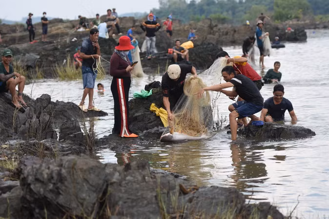 Lần này lượng cá người dân bắt được ít hơn mọi năm.